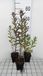 GRDplanten Aster 6x Aster - Aster n.a. 'Septemberrubin' | 9x9 cm pot