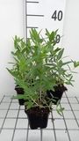 GRDplanten Lythrum sal. 'Blush' 6x Kattenstaart - 9x9 cm pot