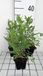 GRDplanten Lythrum sal. 'Blush' 6x Kattenstaart - 9x9 cm pot