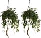 Bloomique - Set de 2 - Aeschynanthus Marmoratus - Plante lipstick - Plante suspendue - Plante d'intérieur - Respectueux des animaux - Purificateur d'air - Hauteur 30-40 cm - Pot 17 cm