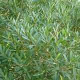 Bol Phillyrea angustifolia - Steenlinde 40-50 cm in pot