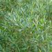 Arborix Bol Phillyrea angustifolia - Steenlinde 40-50 cm in pot