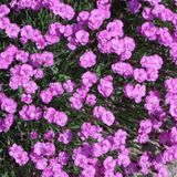 Arborix Dianthus 6 x Dianthus Gratianopolitanus 'Pink Jewel' - Grasanjer pot 9x9cm - Roze bloemen