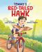 Tommy's Red-tailed Hawk