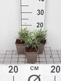 GRDplanten Lavandel 6x Lavandula int. 'Alba' | 9x9 cm pot