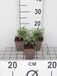GRDplanten Lavandel 6x Lavandula int. 'Alba' | 9x9 cm pot