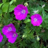 Arborix Bol 6 x Geranium Sanguineum - Bloedooievaarsbek Pot 9x9cm - Robuuste Tuinbloeier