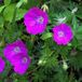 Arborix Bol 6 x Geranium Sanguineum - Bloedooievaarsbek Pot 9x9cm - Robuuste Tuinbloeier