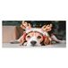 Homemania Wandfoto, hondenmotief, voor woonkamer, slaapkamer, meerkleurig, 70 x 3 x 100 cm, HM20KNV70 x 100 – 76, polyester, hout