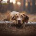 Magnet & Steel Vizsla Kalender 2027 Wandkalender Dieren 60 cm x 2250 cm