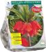 Baltus Fritillaria Imperialis Rubra per 2