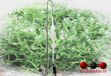 Dupla Scaper's Co2 Diffusor Set L (35.5 CM) L - 35,5CM