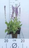 GRDplanten Groendecor Tuinarchitectuur 6x Struiksalie - Salvia nem. 'Mainacht' ('maynight') | 9x9 cm pot