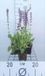 GRDplanten Groendecor Tuinarchitectuur 6x Struiksalie - Salvia nem. 'Mainacht' ('maynight') | 9x9 cm pot
