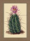 Smithsonian Cacti Notecard Set - Artwork by Mary Emily Eaton: 8 Blank Notecards of 4 Designs & Envelopes