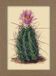 Smithsonian Cacti Notecard Set - Artwork by Mary Emily Eaton: 8 Blank Notecards of 4 Designs & Envelopes