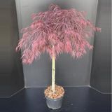 Plantenwinkel.nl Japanse esdoorn op stam (Acer palmatum "Garnet") heester