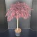 Plantenwinkel.nl Japanse esdoorn op stam (Acer palmatum "Garnet") heester