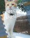 FUN Independently Published Fun Cat Names Paperback