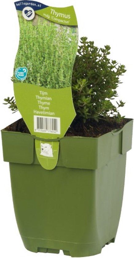 Griffioen Tijm kruid Thymus vulgare Compactus