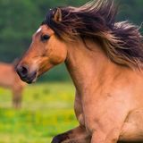 Tushita Magische Paarden Kalender 2027 Wandkalender Dieren 60 cm Orange Wit