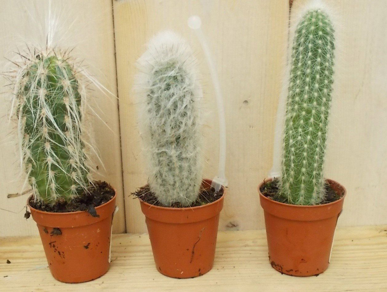 Warentuin Natuurlijk 3 stuks! Kamerplant Cactus mini hoog Cactaceae