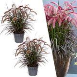 Plants by Frank | Lampenpoetsersgras rood XL planten | 2 x Pennisetum Tiny Tails Ø 19 cm ↨ 50 cm | Siergras winterhard | Vaste planten winterhard | Tuinplanten | Bloeiende grassen