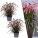 Plants by Frank | Lampenpoetsersgras rood XL planten | 2 x Pennisetum Tiny Tails Ø 19 cm ↨ 50 cm | Siergras winterhard | Vaste planten winterhard | Tuinplanten | Bloeiende grassen