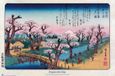 Grupo Erik Poster Cherry Trees at Koganei Utagawa Hiroshige - 91,5x61cm