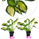 Schramas.com Hosta Forbidden Fruit Set van 2 - Vaste Plant - 13 cm Pot