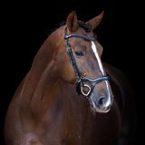 Imperial Riding Hoofdstel IRH met ergonomische lage neusriem/sperriem - Black - Full