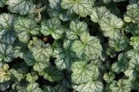 GRDplanten Groendecor Tuinarchitectuur 6x Purperklokje - Heuchera hybr. 'Mint Frost' | 9x9 cm pot