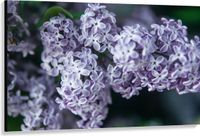 Merkloos / Sans marque Canvas - Boeketjes van Paarse Sering Bloemen - 150x100 cm Foto op Canvas Schilderij