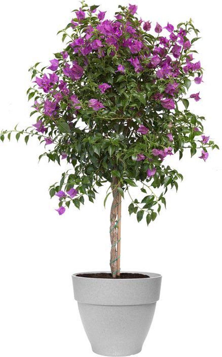 elho Vibia Campana Rond 40 - Bloempot - Living Concrete - Ø 40 cm