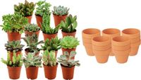 Green Boutiq ZynesFlora Mini Succulenten Mix - 15 Stuks - Incl. Ø 8.1 cm Terracotta Bloempot - Hoogte: 5-10 cm