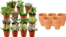 Green Boutiq ZynesFlora Mini Succulenten Mix - 15 Stuks - Incl. Ø 8.1 cm Terracotta Bloempot - Hoogte: 5-10 cm