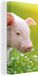 OneMillionCanvasses Canvas schilderij 40x80 cm - Biggetje - Varken - Multicolor - Rechthoek