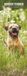 Magnet & Steel Border Terrier Kalender 2027 Slimline Wandkalender