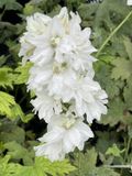 GRDplanten Groendecor Tuinarchitectuur 6x Ridderspoor - Delphinium (p) 'Galahad' | 9x9 cm pot