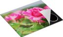 Chefcare Inductie Beschermer Roze Roos 65x52cm
