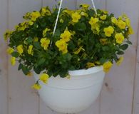 Warentuin natuurlijk Bosviolen Violen geel hangplant Viola Warentuin Natuurlijk