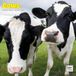 Dayplanner Koeien Kalender 2027 Wandkalender Dieren nl