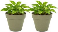 Mega Collections Plantenpot / bloempot - 2x - kunststof - olijfgroen - binnen/buiten - D20 x H17 cm