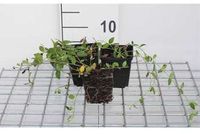 GRDplanten Groendecor Tuinarchitectuur 12x Kleine Maagdenpalm - Vinca minor 'Gertrude Jekyll' | 9x9 cm pot
