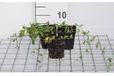 GRDplanten Groendecor Tuinarchitectuur 12x Kleine Maagdenpalm - Vinca minor 'Gertrude Jekyll' | 9x9 cm pot