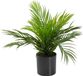 EUROPALMS Goldfruchtpalme Kunstpflanze 46 cm