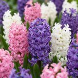 boutiQ - 20x Hyacinthus Pastel mix - Pastel mix hyacint - Pastel - Voorjaarsbloeier - Bolmaat 14/15
