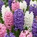 boutiQ - 20x Hyacinthus Pastel mix - Pastel mix hyacint - Pastel - Voorjaarsbloeier - Bolmaat 14/15