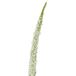 BLOOMINGVILLE Foxtail Stiel, Weiß, Künstliche Blumen