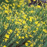 Arborix Bol 6 x Hypericum Olympicum - Hertshooi pot 9x9cm